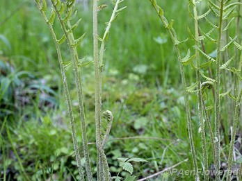 Plant form and habitat